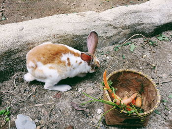 High angle view of rabbit on field