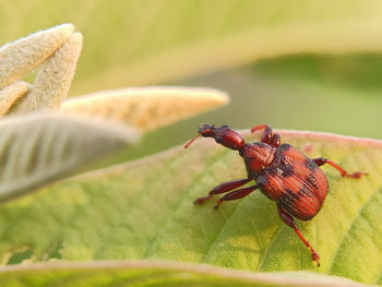 Close-up of insect on leaf