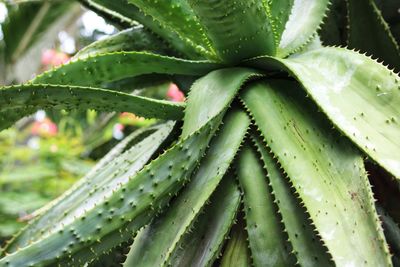 Close-up of succulent plant