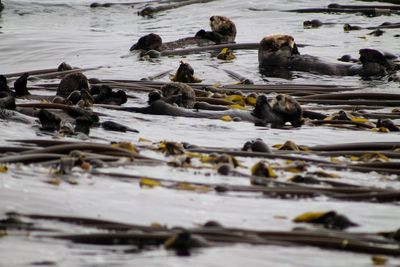 Ducks swimming in river