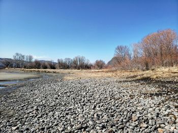 Surface level of bare trees against clear blue sky