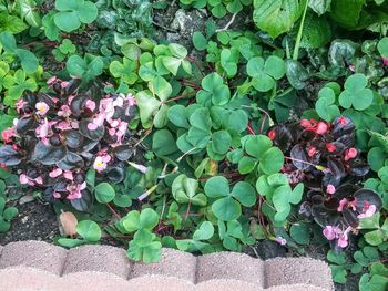 High angle view of purple flowering plants