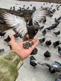 High angle view of hand feeding birds