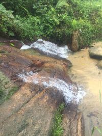 Close-up of water flowing in forest