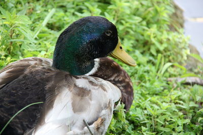 Close-up of a duck