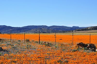 Scenic view of field against clear blue sky