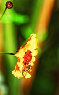 Close-up of butterfly on flower