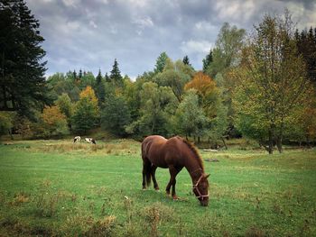 Brown horse grazing in the forest in autumn on a cloudy day