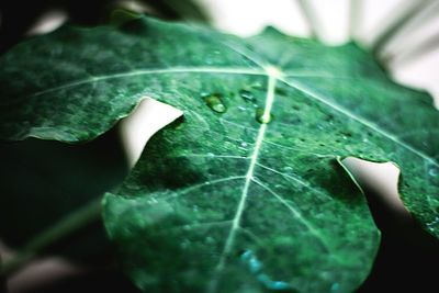 Close-up of leaves on leaf
