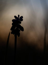 Close-up of silhouette flowering plant against sky during sunset