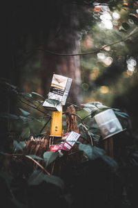 Close-up of cross hanging on tree in forest