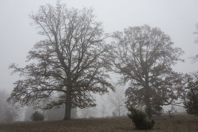 Trees on field against sky