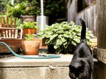 Close-up of black cat in yard