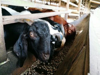 Goats feeding through railing in pen