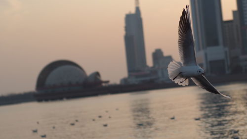 Close-up of bird flying against sky