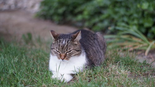 Cat sitting on a field