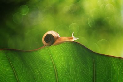 Close-up of snail on plant