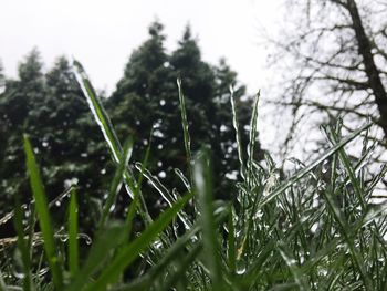 Close-up of wet grass on field