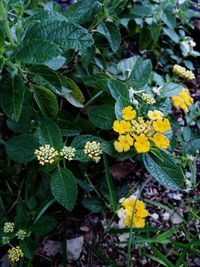 Close-up of flowers blooming outdoors