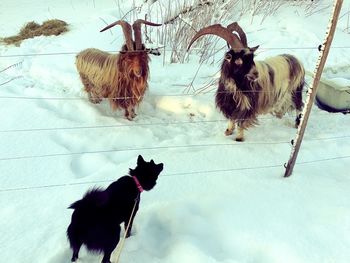 Dogs hanging on clothesline