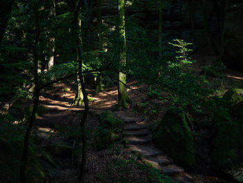 Trees in forest