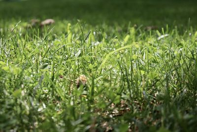 Close-up of small grass in field