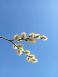 Low angle view of white flowering plant against blue sky