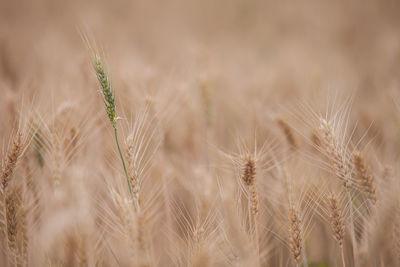 Close-up of wheat growing on field