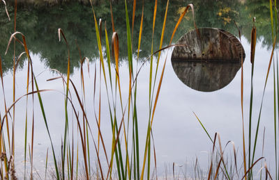 Close-up of stalks against calm lake