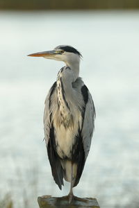 A grey heron up close