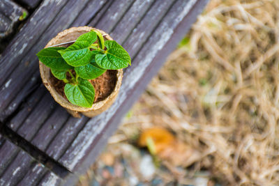 High angle view of green lizard on wood