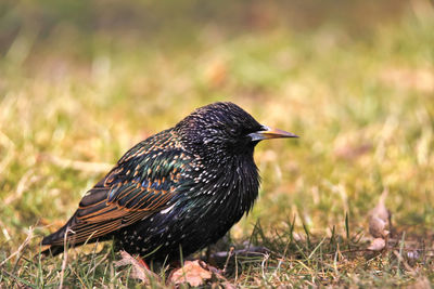 Close-up of young starling perching fluffy on grass in sunlight