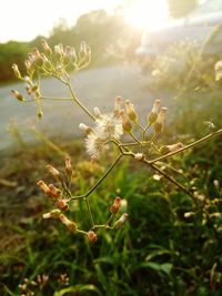 Close-up of flowers against blurred background