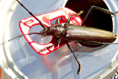 High angle view of insect on glass