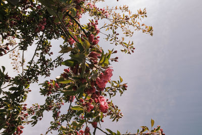 Low angle view of flowering plant against sky