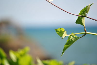 Close-up of plant against sky