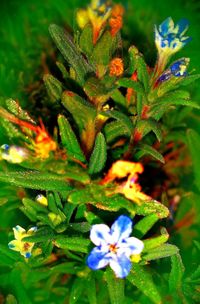 Close-up of purple flowers blooming outdoors