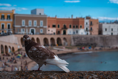 View on the sea in puglia