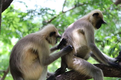 Monkey sitting in a forest