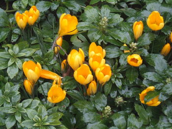 Close-up of yellow flower