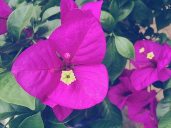 Close-up of pink flowers