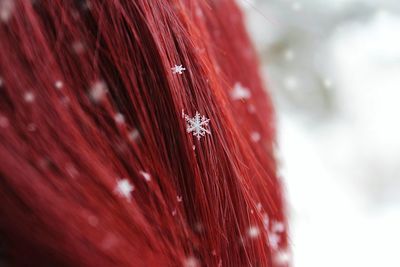 Close-up snowflakes on red hair