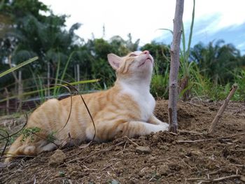 Cat relaxing on field