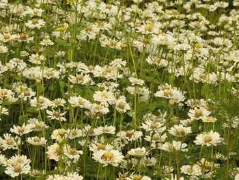 Close-up of white flowering plants on field