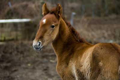 Baby horse on his back looking at camera