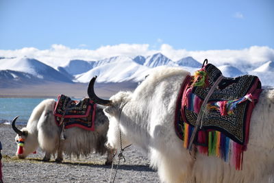 Panoramic view of horse on mountain against sky