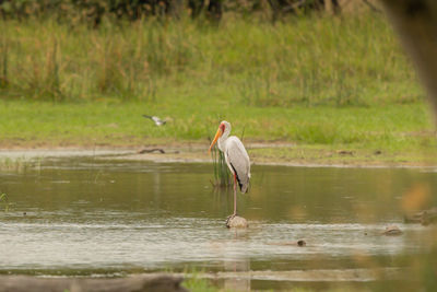 Bird in a lake