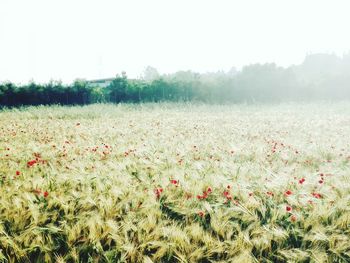 Scenic view of field against clear sky