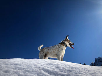 View of dog on snow against clear sky