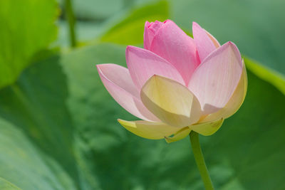 Close-up of pink rose